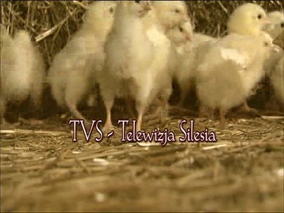 TVS - TV Silesia